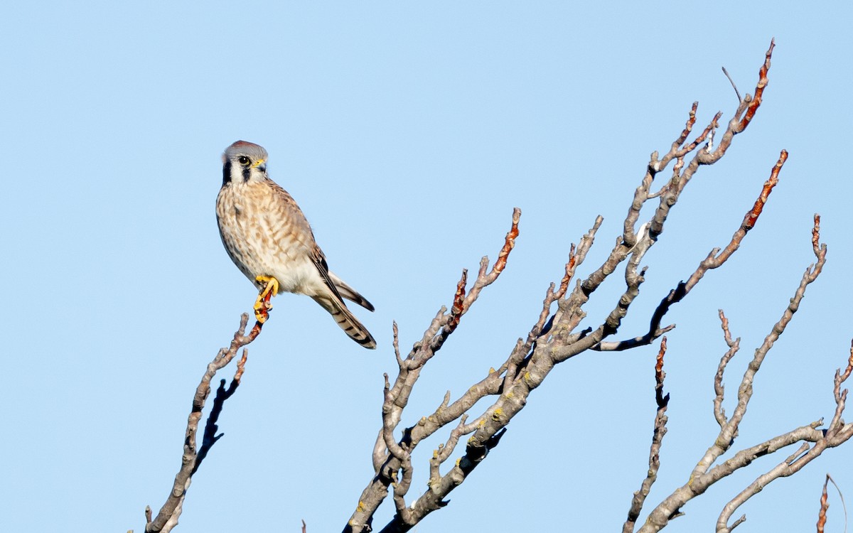 American Kestrel - ML628676801