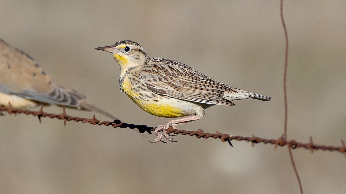Western Meadowlark - ML628676864