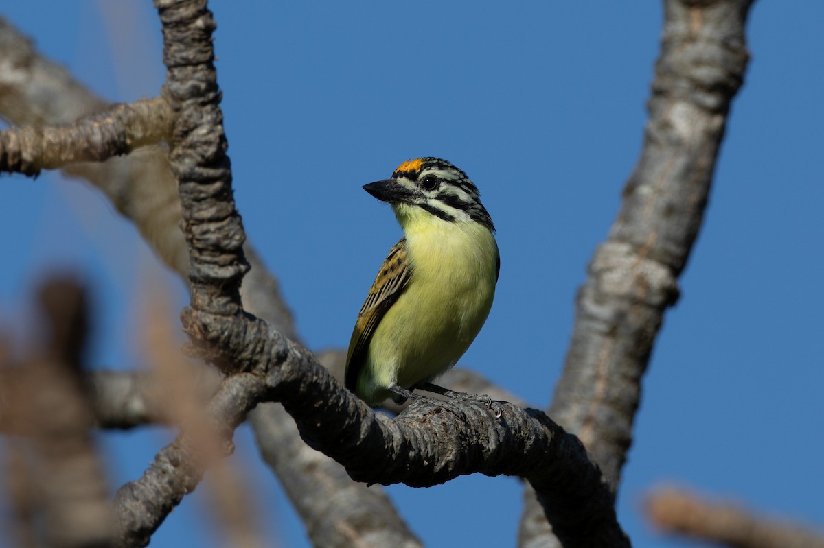 Yellow-fronted Tinkerbird - ML628676941