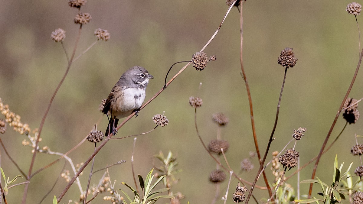 Bell's Sparrow (belli) - ML628676946