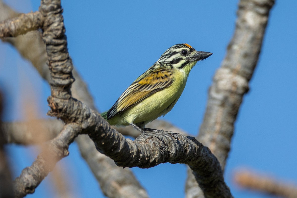 Yellow-fronted Tinkerbird - ML628676949