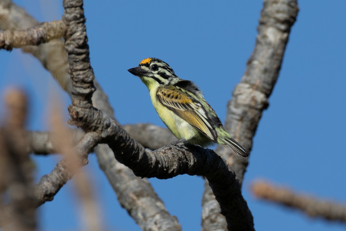 Yellow-fronted Tinkerbird - ML628676950