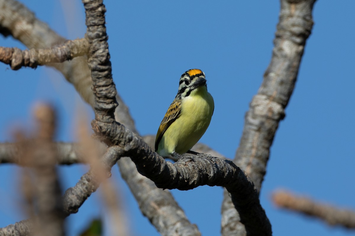 Yellow-fronted Tinkerbird - ML628676951