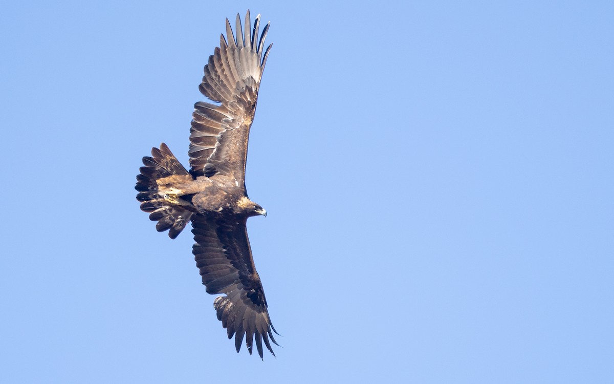Golden Eagle - ML628676968