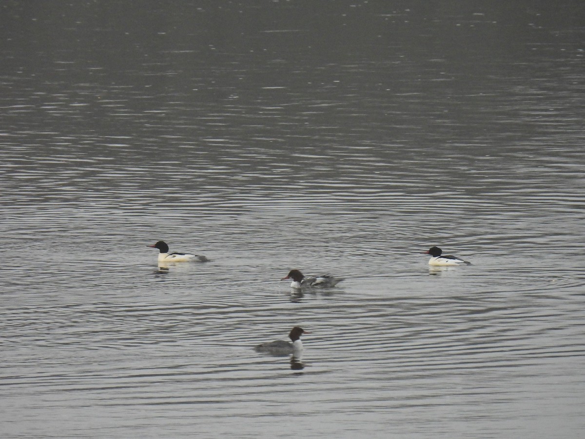 Common Merganser - ML628677039