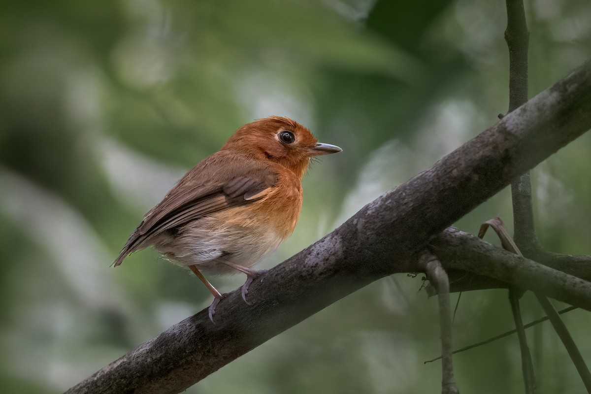 Rusty-breasted Antpitta - ML628677040