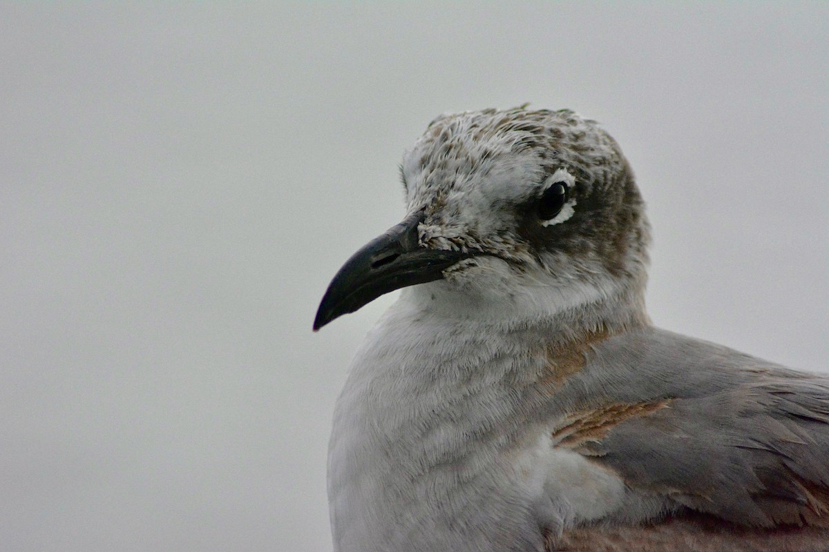 Laughing Gull - ML628677126