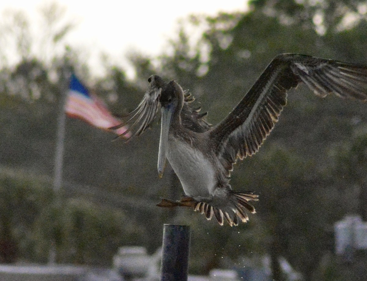 Brown Pelican - ML628677139