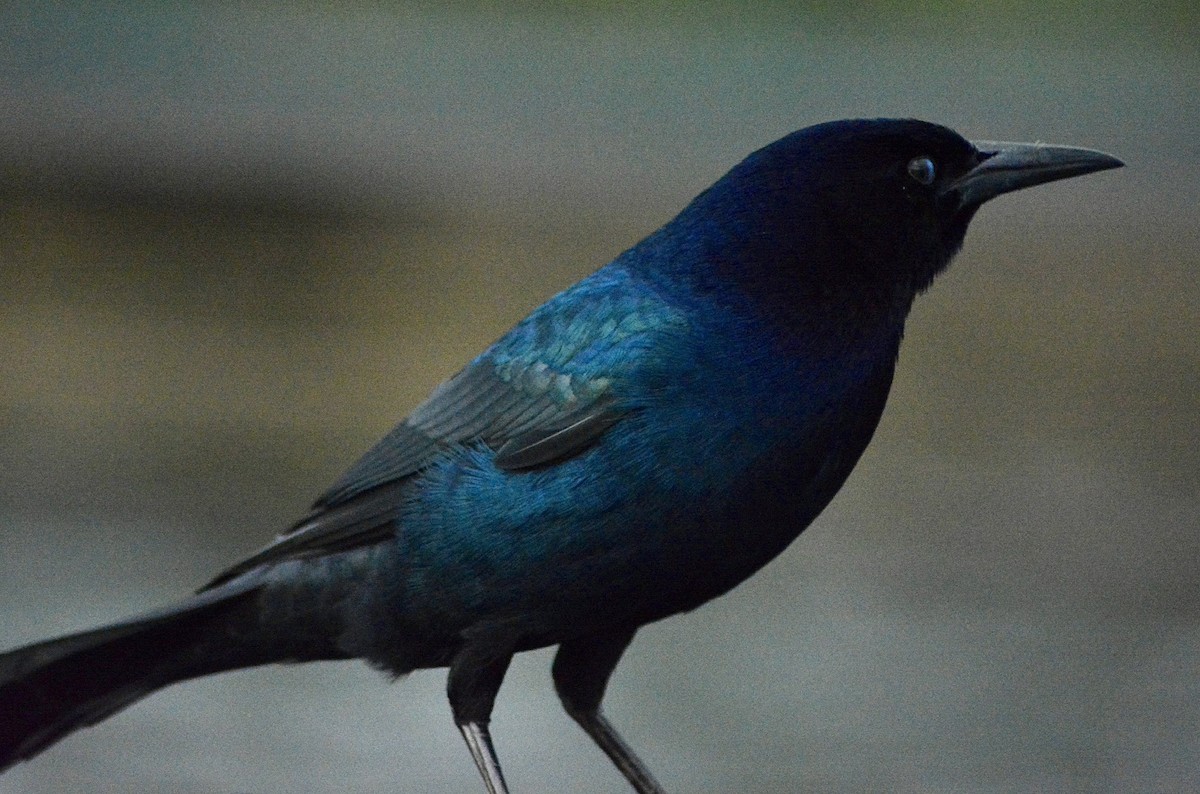 Boat-tailed Grackle - ML628677142
