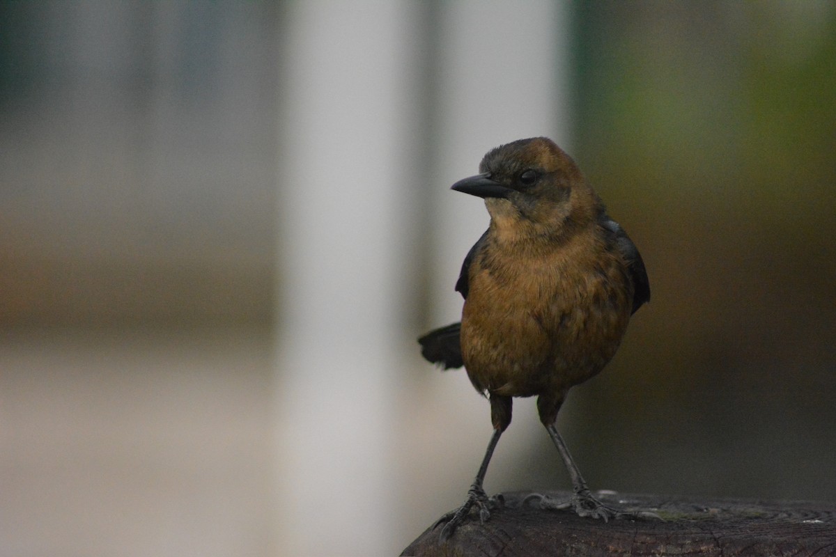 Boat-tailed Grackle - ML628677143