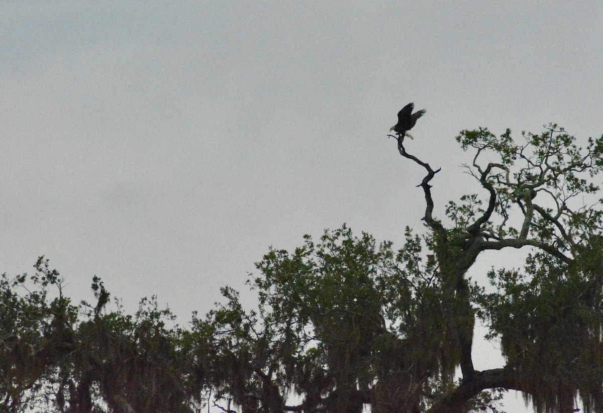 Bald Eagle - ML628677172