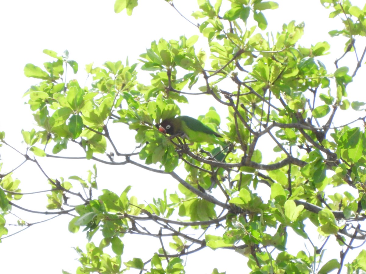 Black-cheeked Lovebird - ML628677184