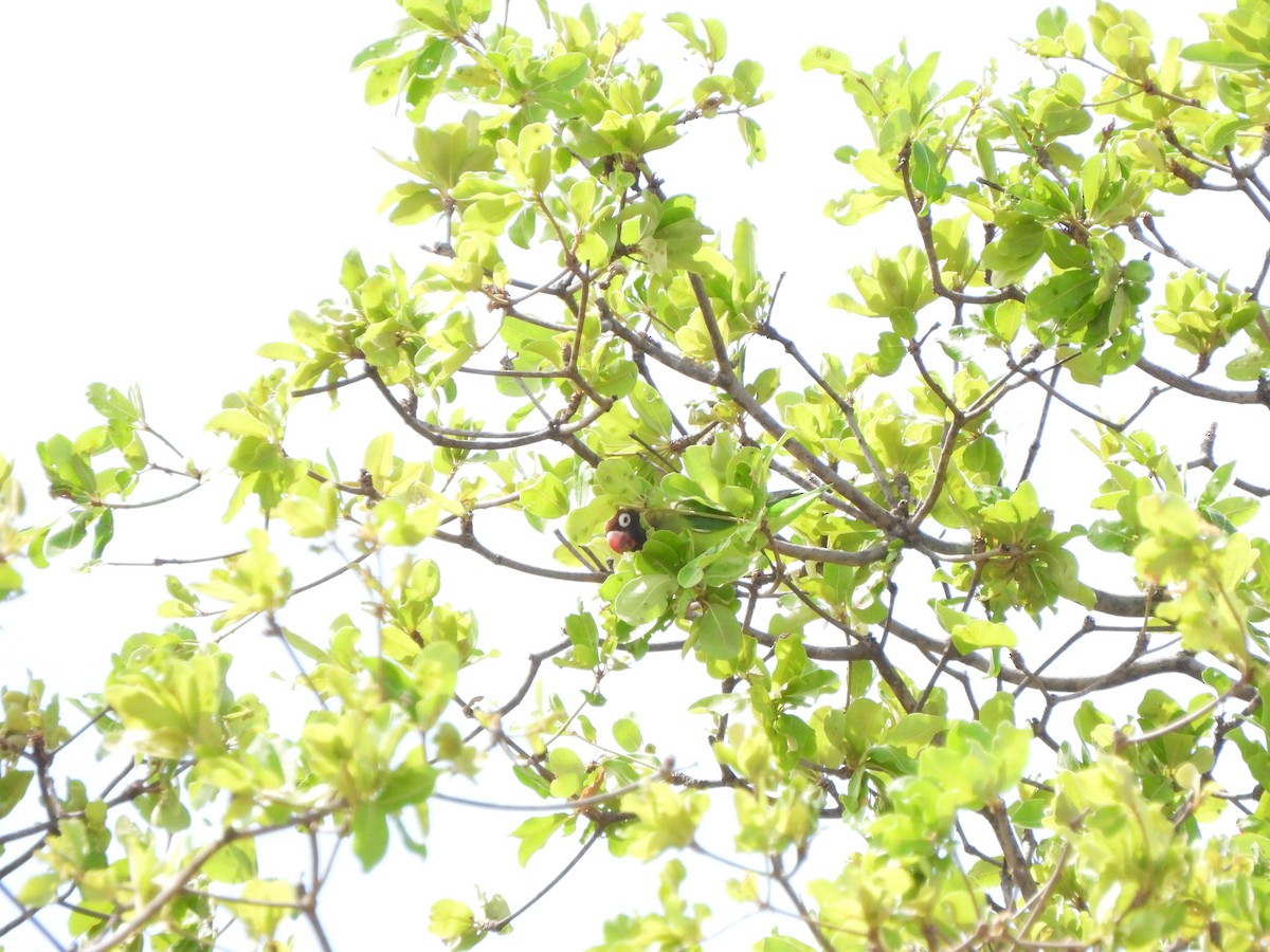 Black-cheeked Lovebird - ML628677185