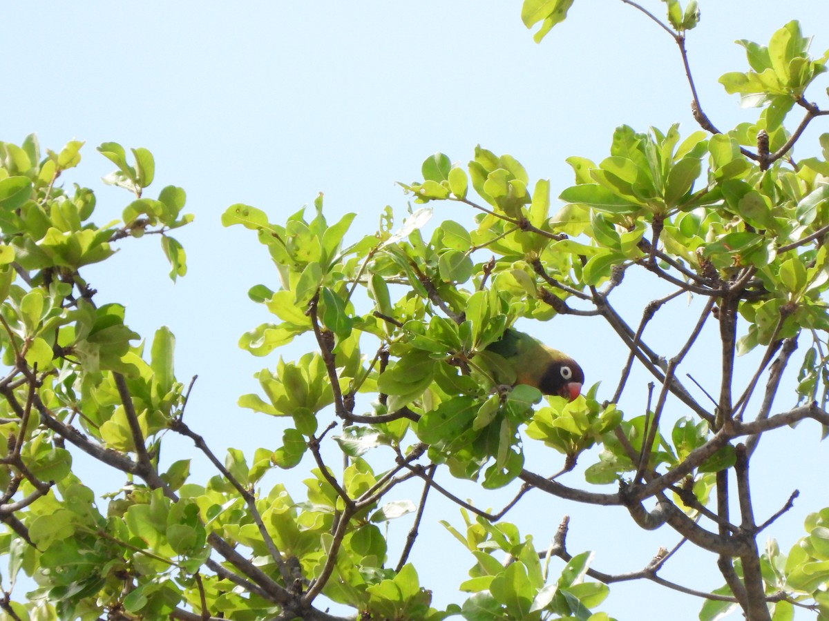 Black-cheeked Lovebird - ML628677186