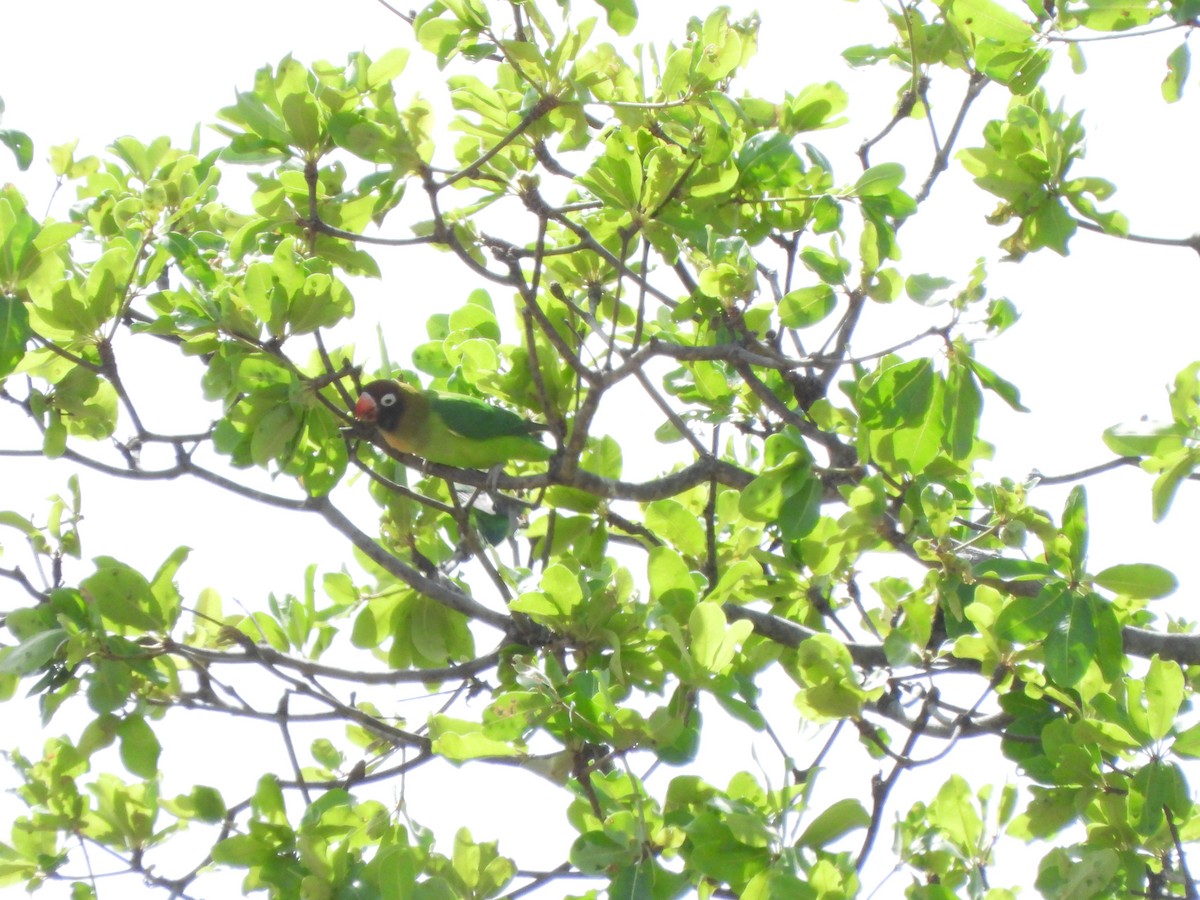 Black-cheeked Lovebird - ML628677187