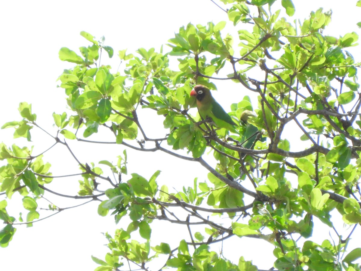 Black-cheeked Lovebird - ML628677188