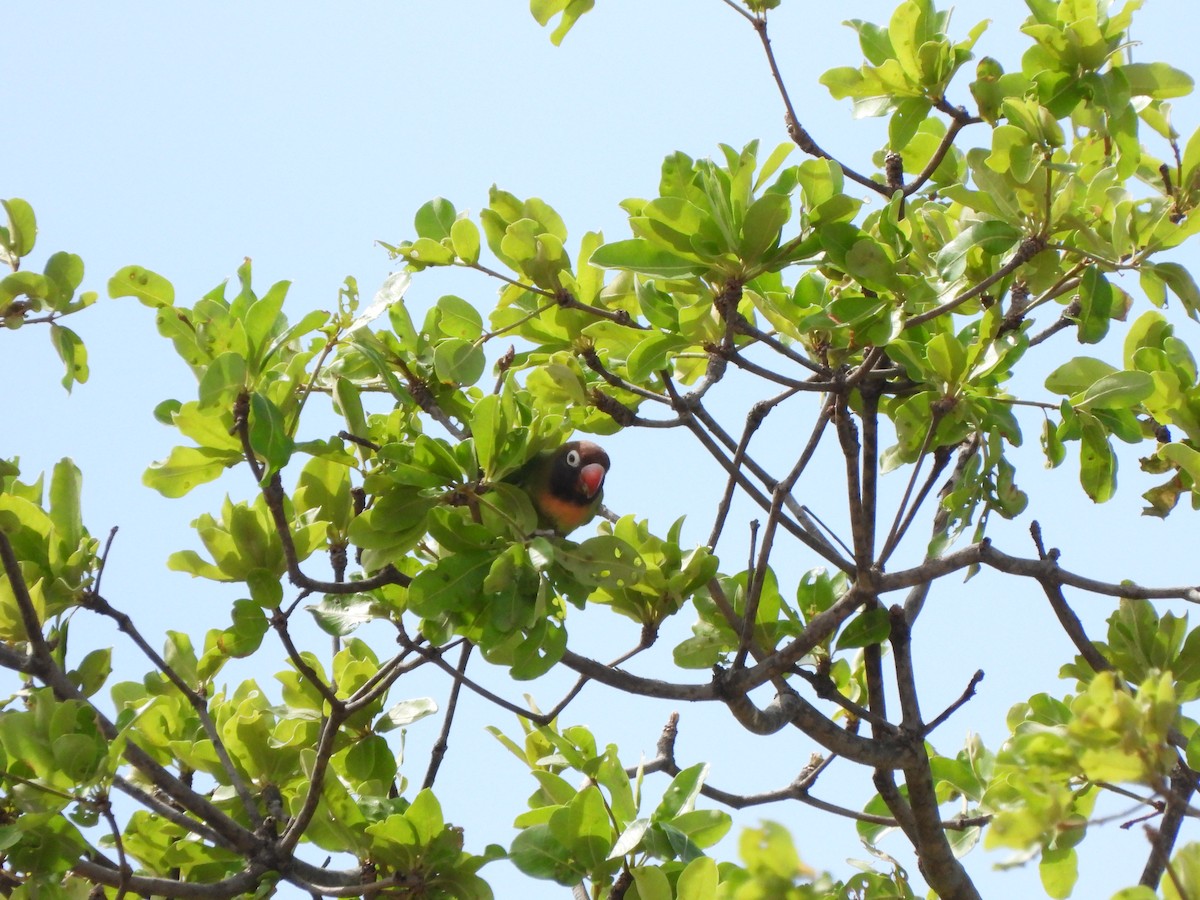 Black-cheeked Lovebird - ML628677190