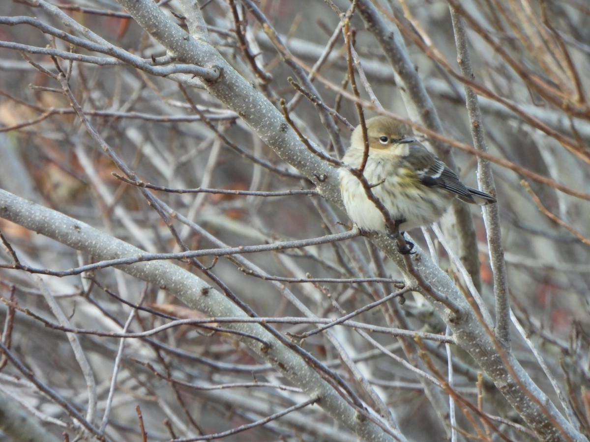 Yellow-rumped Warbler - ML628677229