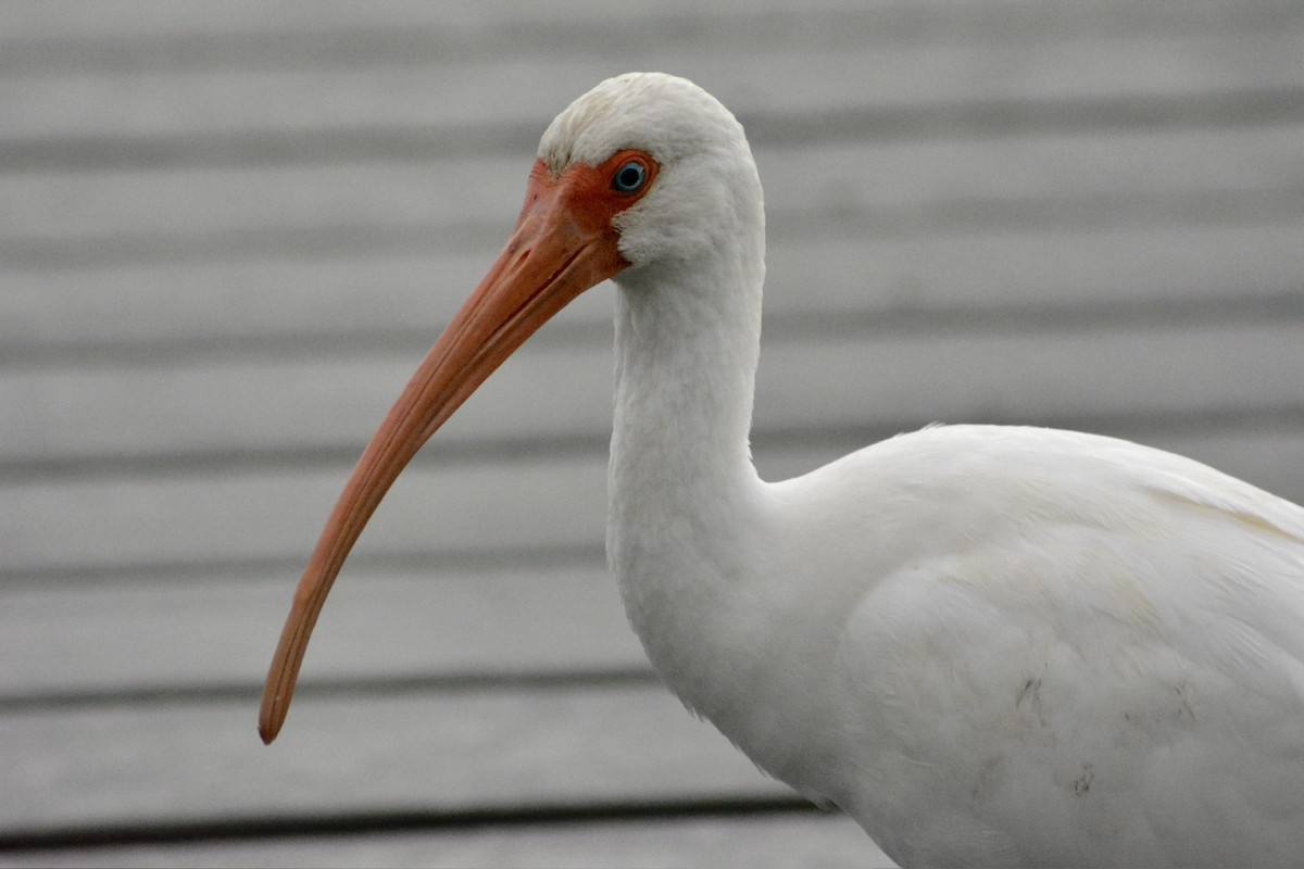 White Ibis - ML628677257