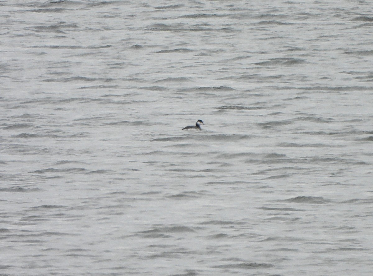 Horned Grebe - ML628677323