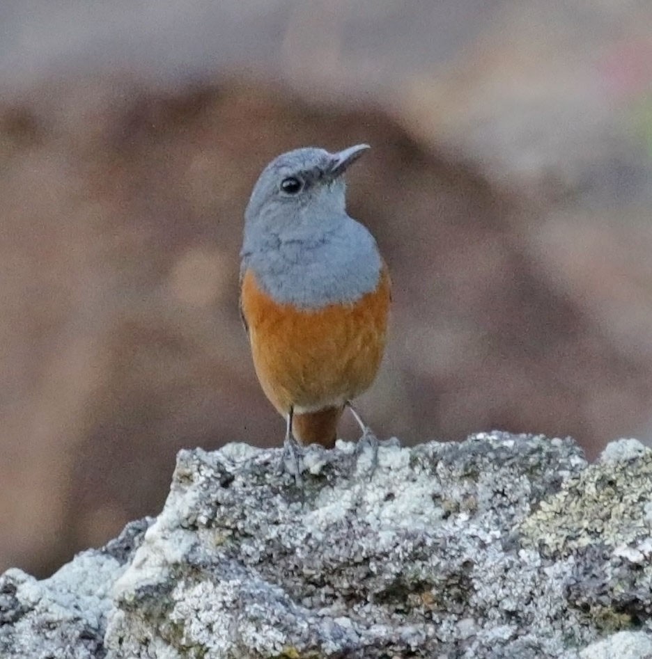 Forest Rock-Thrush (Benson's) - ML628677325