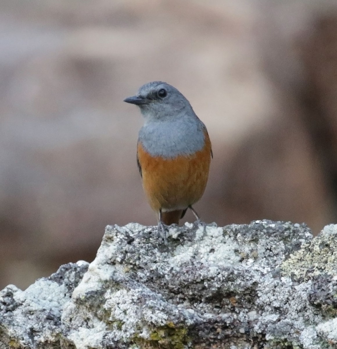 Forest Rock-Thrush (Benson's) - ML628677495
