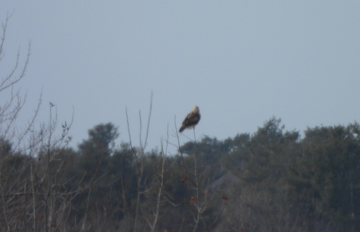 Rough-legged Hawk - ML628677545