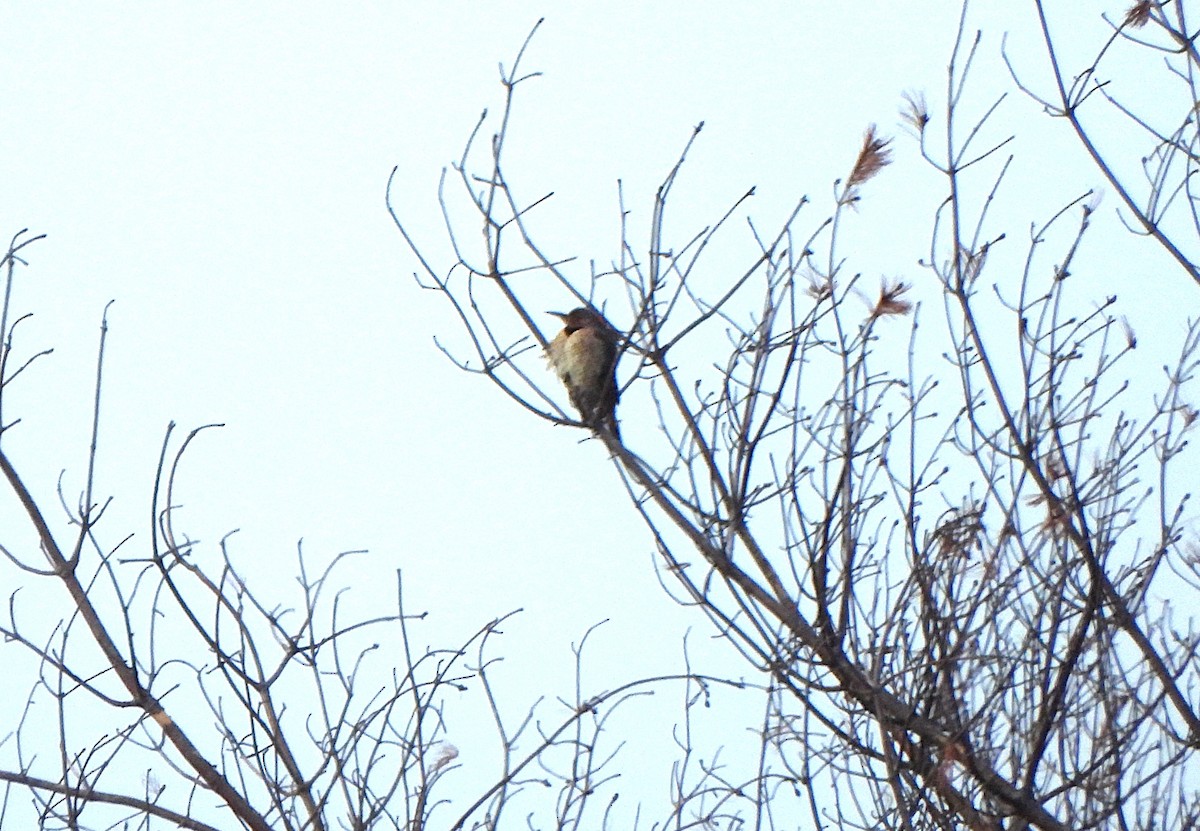 Northern Flicker - ML628677560