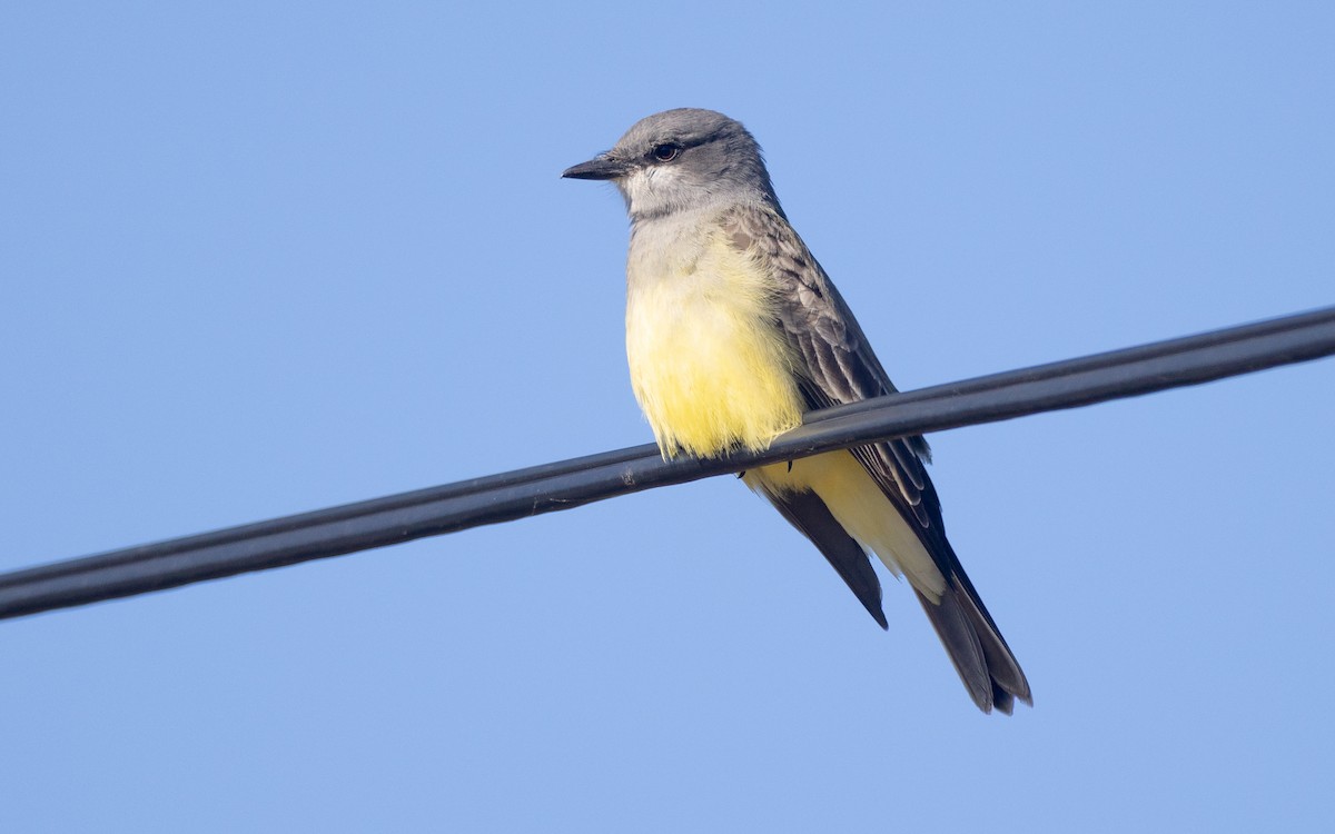 Cassin's Kingbird - ML628677614