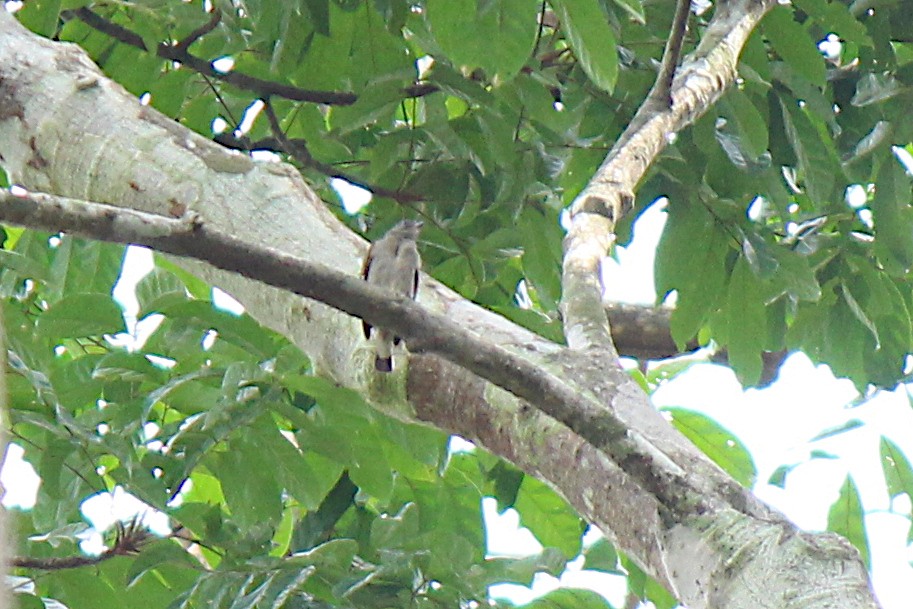 Least Honeyguide - ML628677674