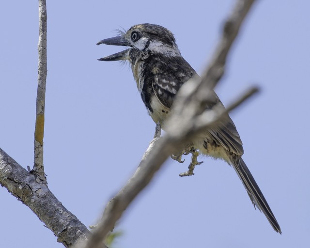 Russet-throated Puffbird - ML628677845