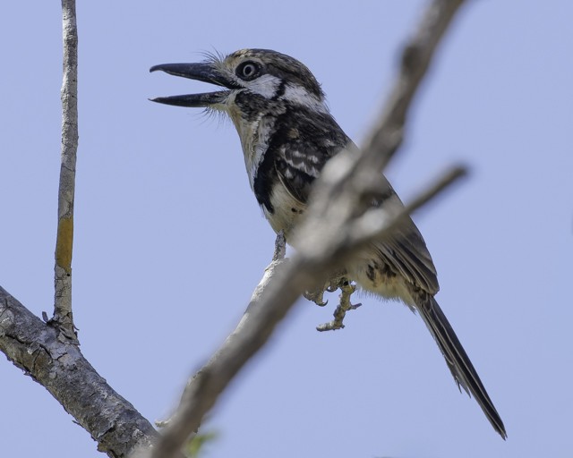 Russet-throated Puffbird - ML628677846