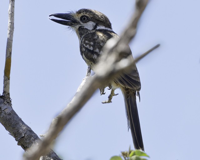 Russet-throated Puffbird - ML628677847