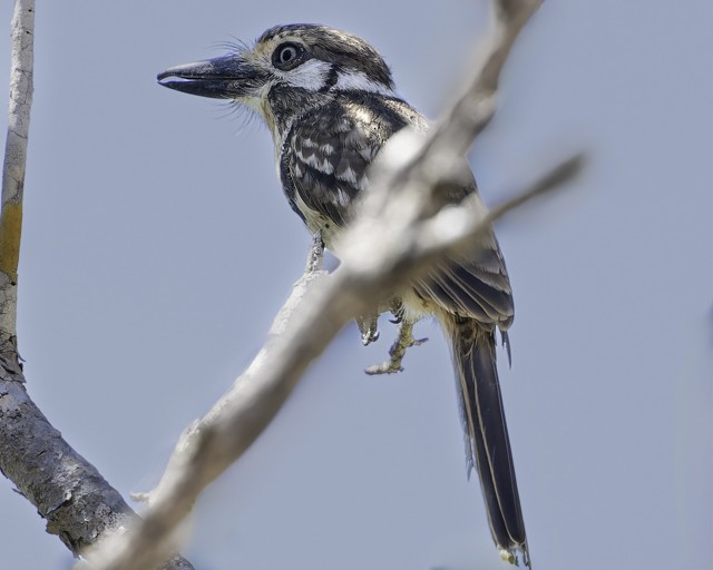 Russet-throated Puffbird - ML628677848