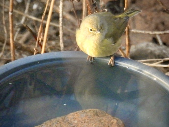 Orange-crowned Warbler - ML628677850