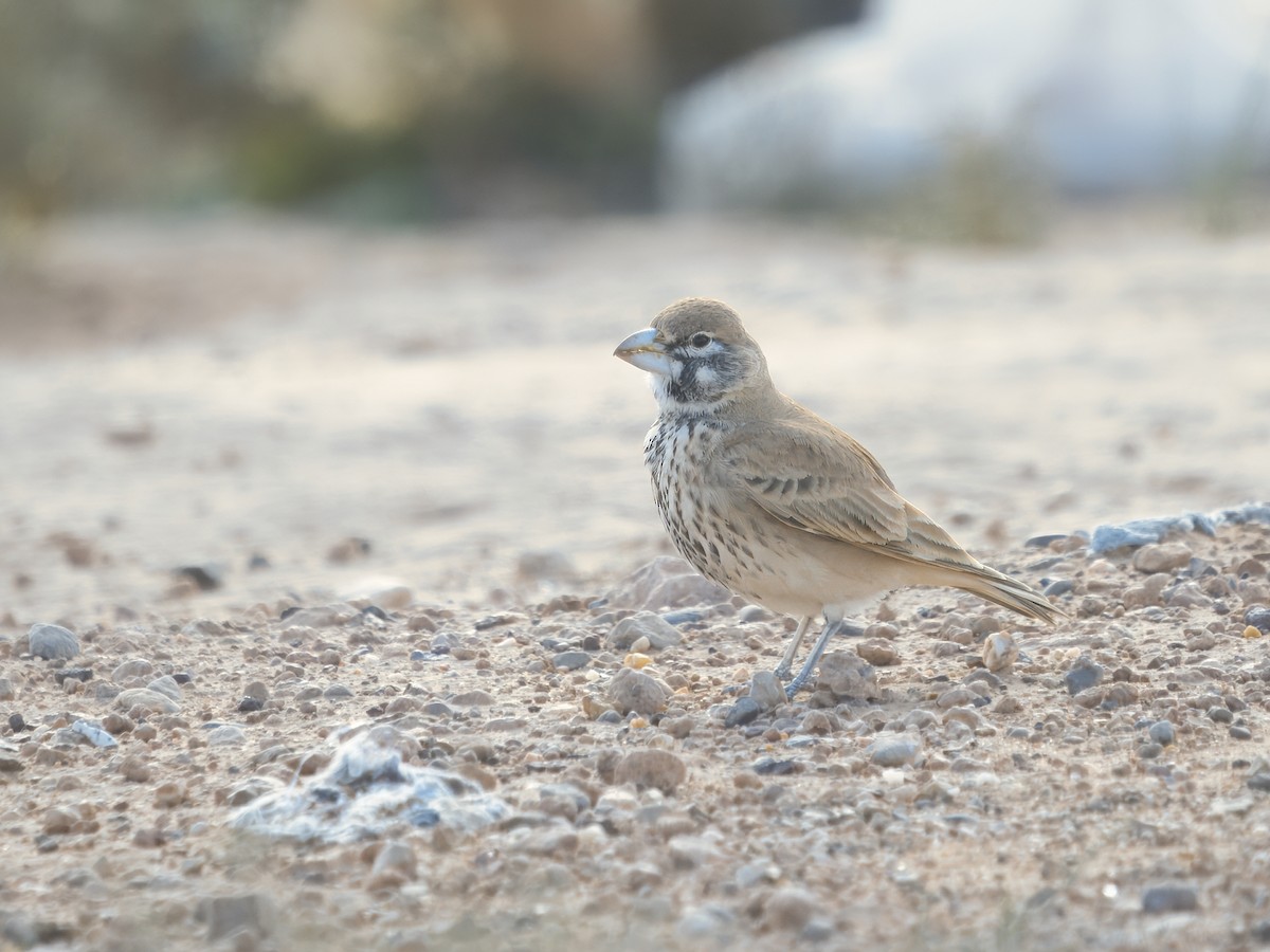 Thick-billed Lark - ML628678389