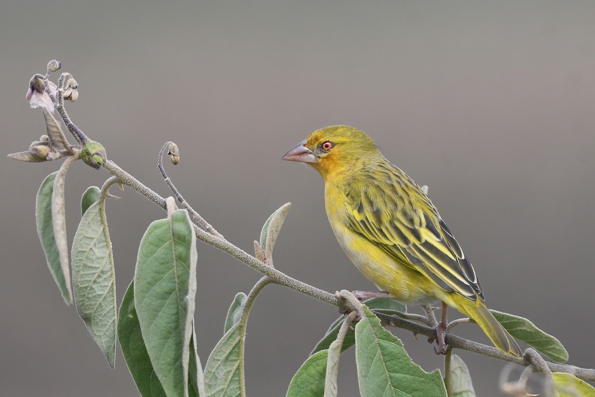 Rüppell's Weaver - ML628678443