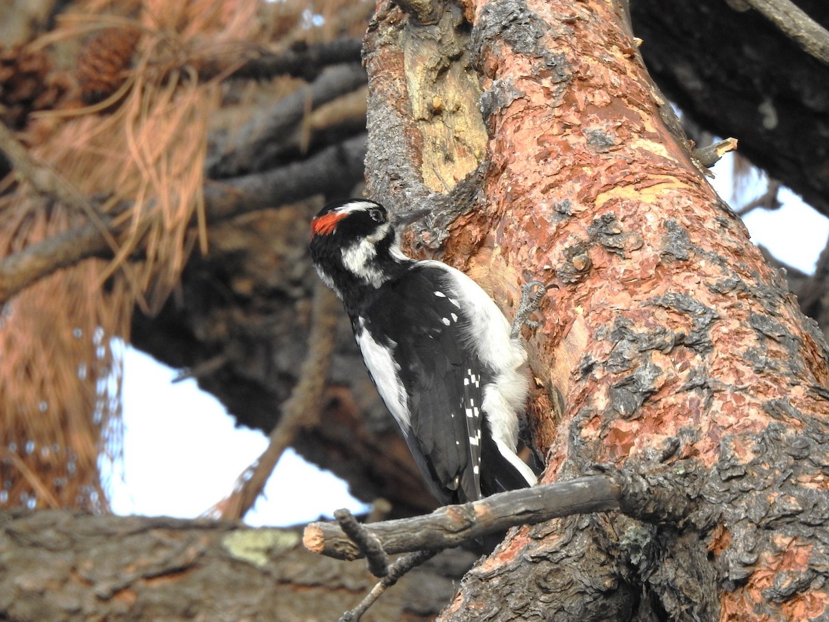 Hairy Woodpecker (Rocky Mts.) - ML628678462