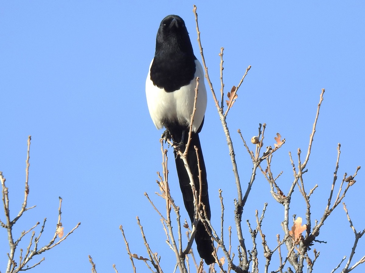 Black-billed Magpie - ML628678467