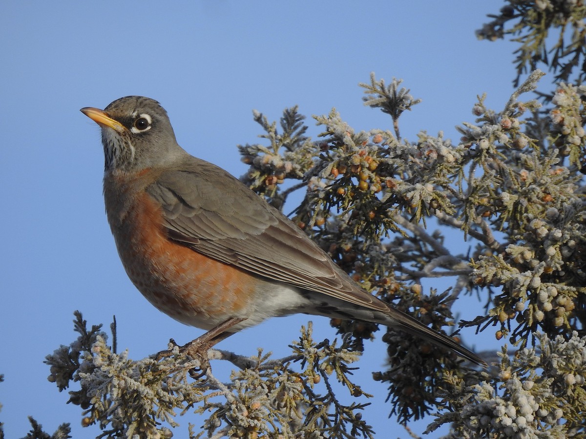 American Robin - ML628678481