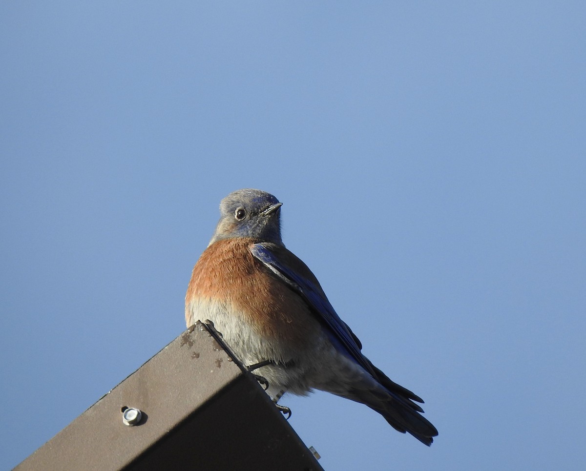 Western Bluebird - ML628678496