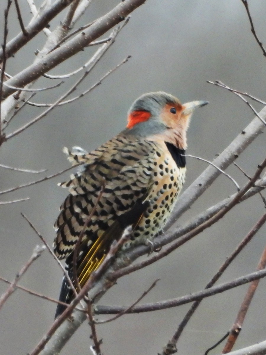 Northern Flicker (Yellow-shafted) - ML628678563