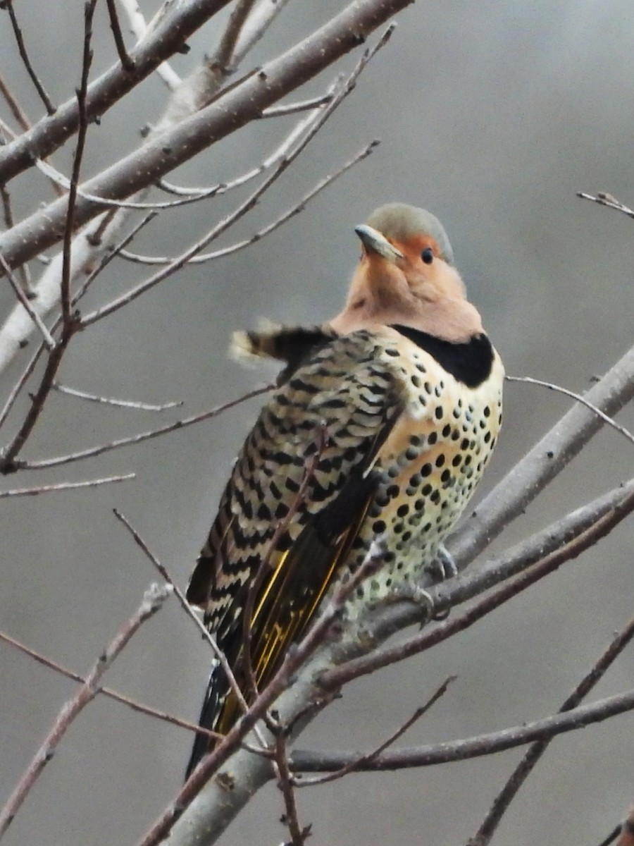 Northern Flicker (Yellow-shafted) - ML628678564