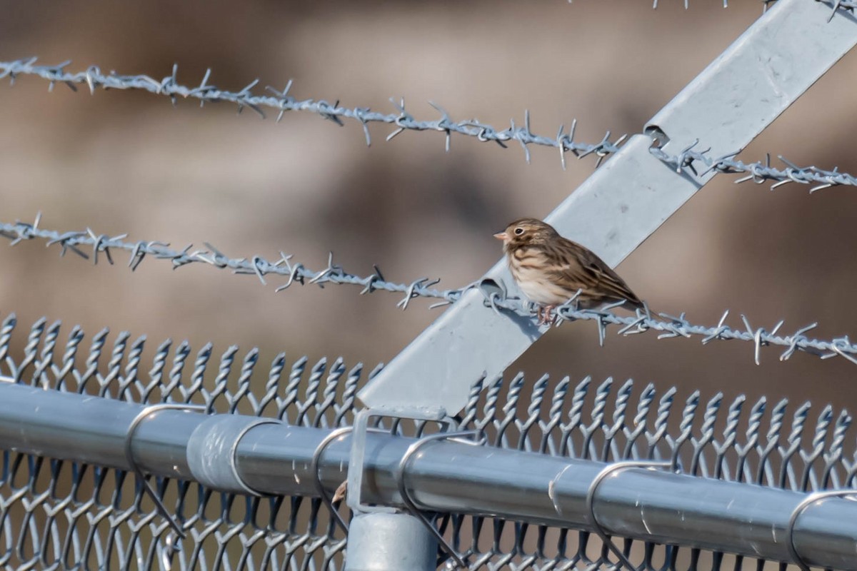 Vesper Sparrow - ML628678576