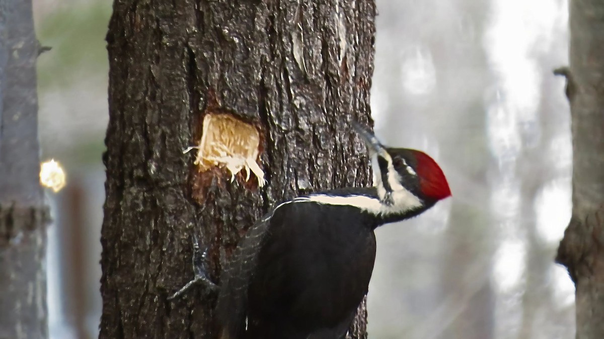 Pileated Woodpecker - ML628678708