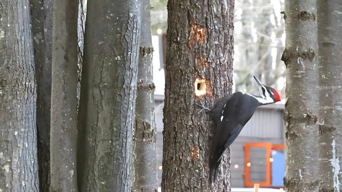 Pileated Woodpecker - ML628678715