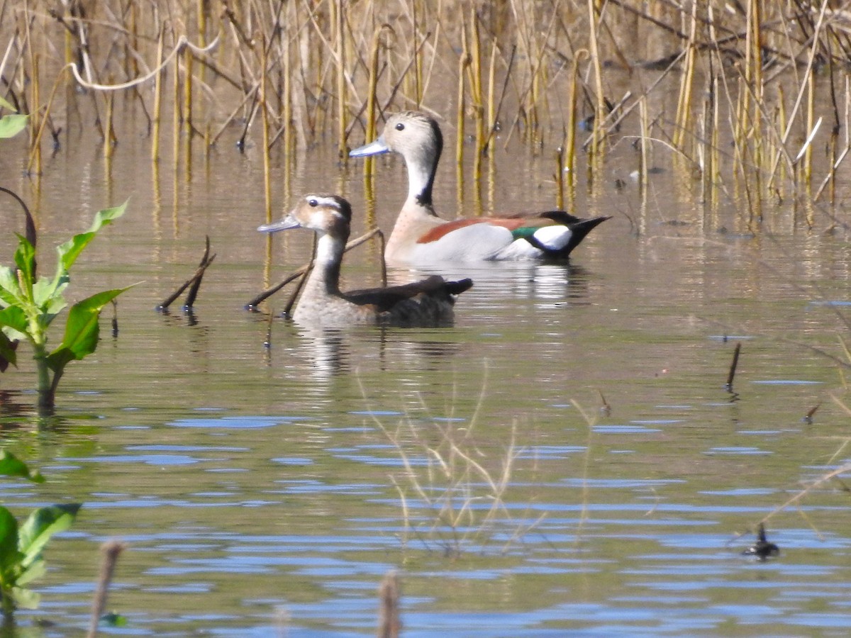 Ringed Teal - ML628678723