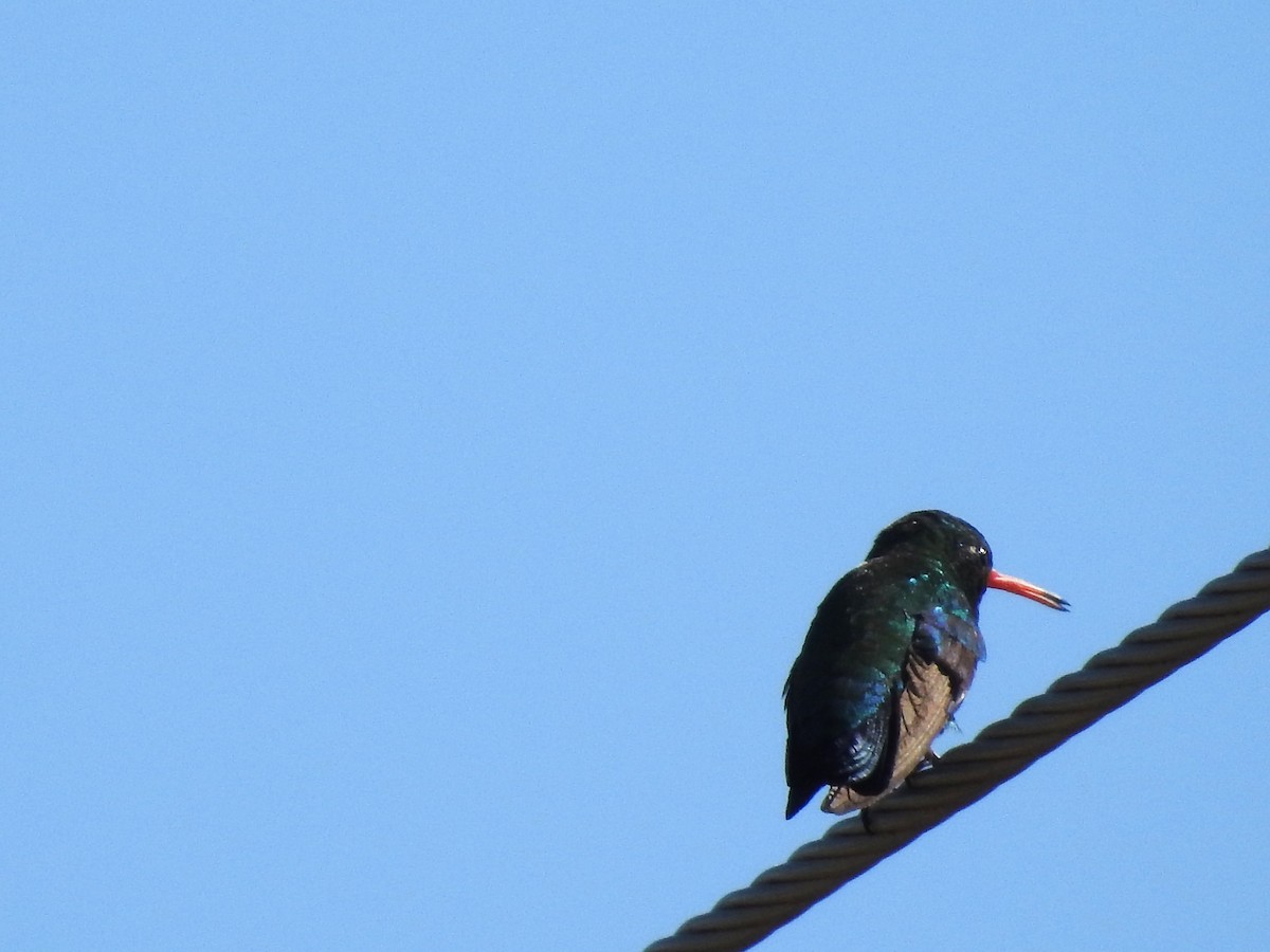 Glittering-bellied Emerald - ML628678742