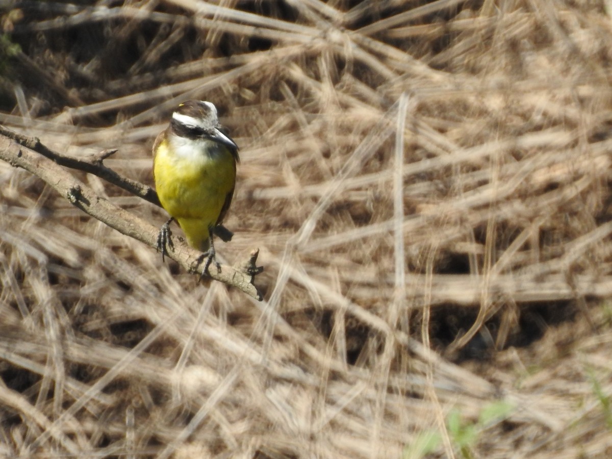 Great Kiskadee - ML628678786
