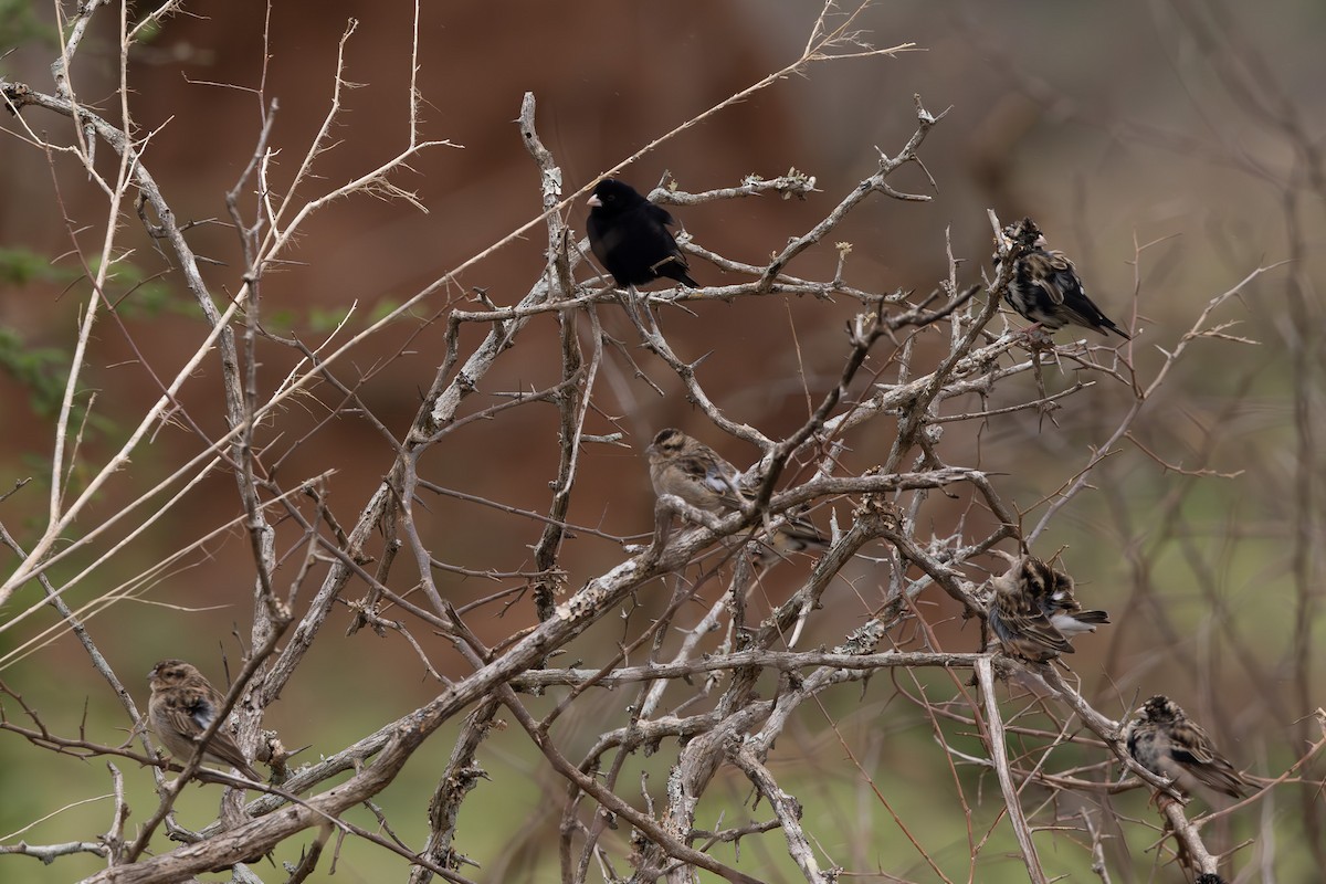 Purple Indigobird - ML628678923